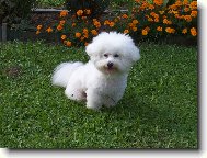 Andy z �erven�ch roklin