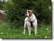 american bulldog /typ standart/..16m�s.fenka