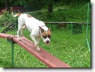 american bulldog /typ standart/..16m�s.fenka