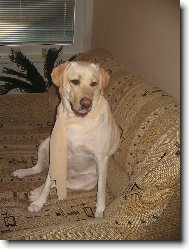 Meginka ukradla ��tek...