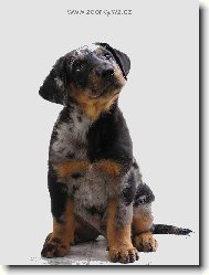 Beauceron harlek�n