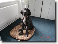 Cyrillius Regia Uttis - 3,5 m�s.