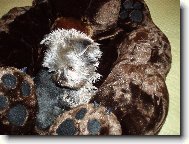 Baru�ka a medv�d