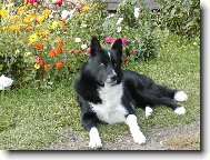 Karel�k Ikar Nalle Bohemia