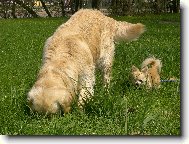 Dva stopa�i!!!!!!!!!