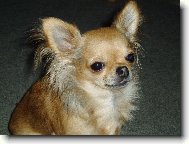 Beyla Svinovsk� pahorek