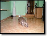 Ambra od Voka�ovsk�ho rybn�ka