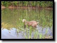 Ambra od Voka�ovsk�ho rybn�ka