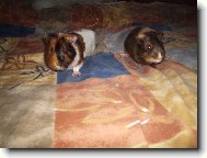 Mor�ec� man�el�