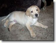 N� nov� �len rodiny