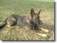 Terri ze Zla��ku