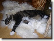 Kocourek Bruno 6 m�s.