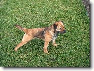 alina z Mo�nova dvora