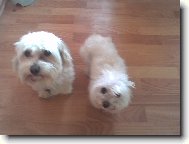 maltezsk� ps�k - daruji