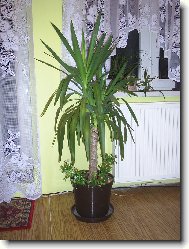 Radost s p�stov�n�