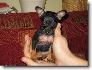 Na�e mal� Zorinka