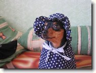 Fild�k tranvestita