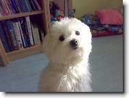 N� mil��ek Sindynka