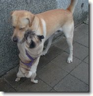 P��telsk� ob�t�