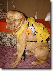 Fajinka se chyst� na proch�zku