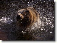 Baron z Hvozdeck� kotliny