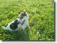 N� Jack jm�nem Jack, 8 m�s�c�
