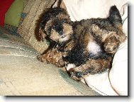 Pan �editel odpo��v�.