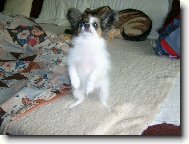 Bonynka pan��kuje