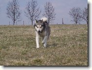 Na�e malamutsk� krasavice Eibinka