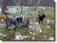 Dyk a jeho har�m..