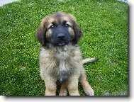 leonka "Chlelsea"