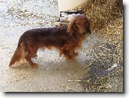 Dlouhosrst� jezev��k