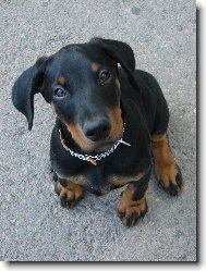 dobrman Elity, cca 4 m�s�ce