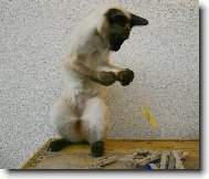 Ka�tan a kol��ky