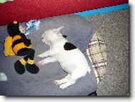 Lilith - mal� mimi