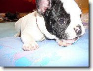 Lilith - v�t�� mimi