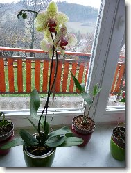 Moje prvn� Phalaenopsis