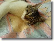 To se n�m to kr�sn� spink�