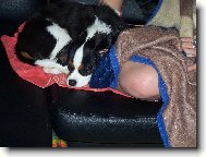 Lucky-v�rn� p��tel