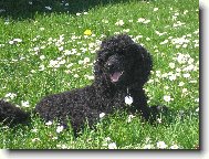 Pudl st�edn� �ern�