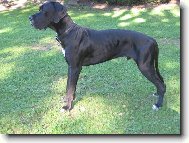 Arthur - Barneby od �ternbersk�ho hradu