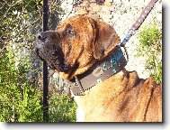 Atsuko of Malizi Doghouse