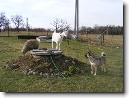 J�  MOJI KAMAR�DI