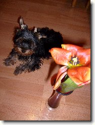 Ka�enka a tulip�n