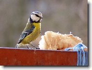 D�kuji za pamlsek