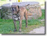 Bredax Espa�ol