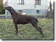 BRITA ZE TCHO�OVIC