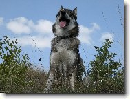 Charon od katova m�stku