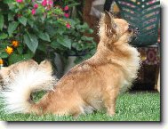  ICH Alva z T�eba�sk�ho �dol�