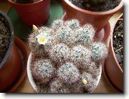 Mamil�rie